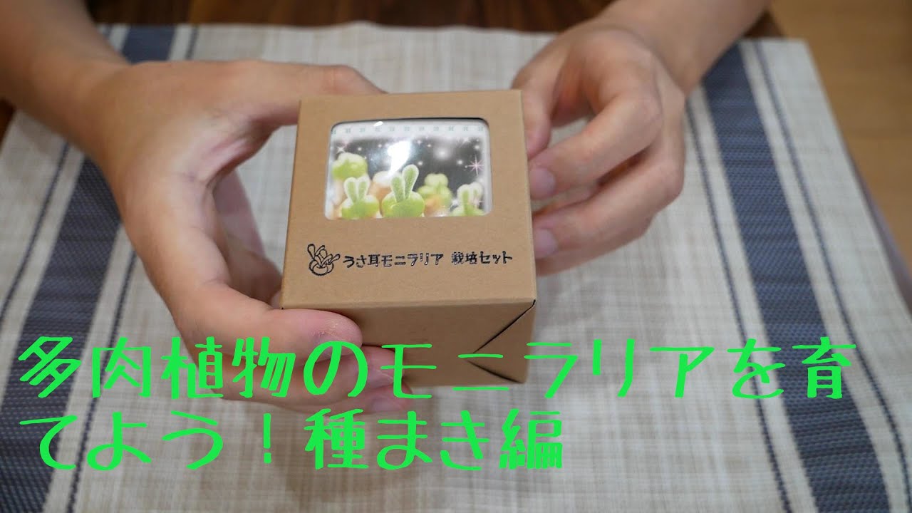多肉植物の実生のやり方について Draftone Blog 多肉植物の実生のやり方について Draftone Blog