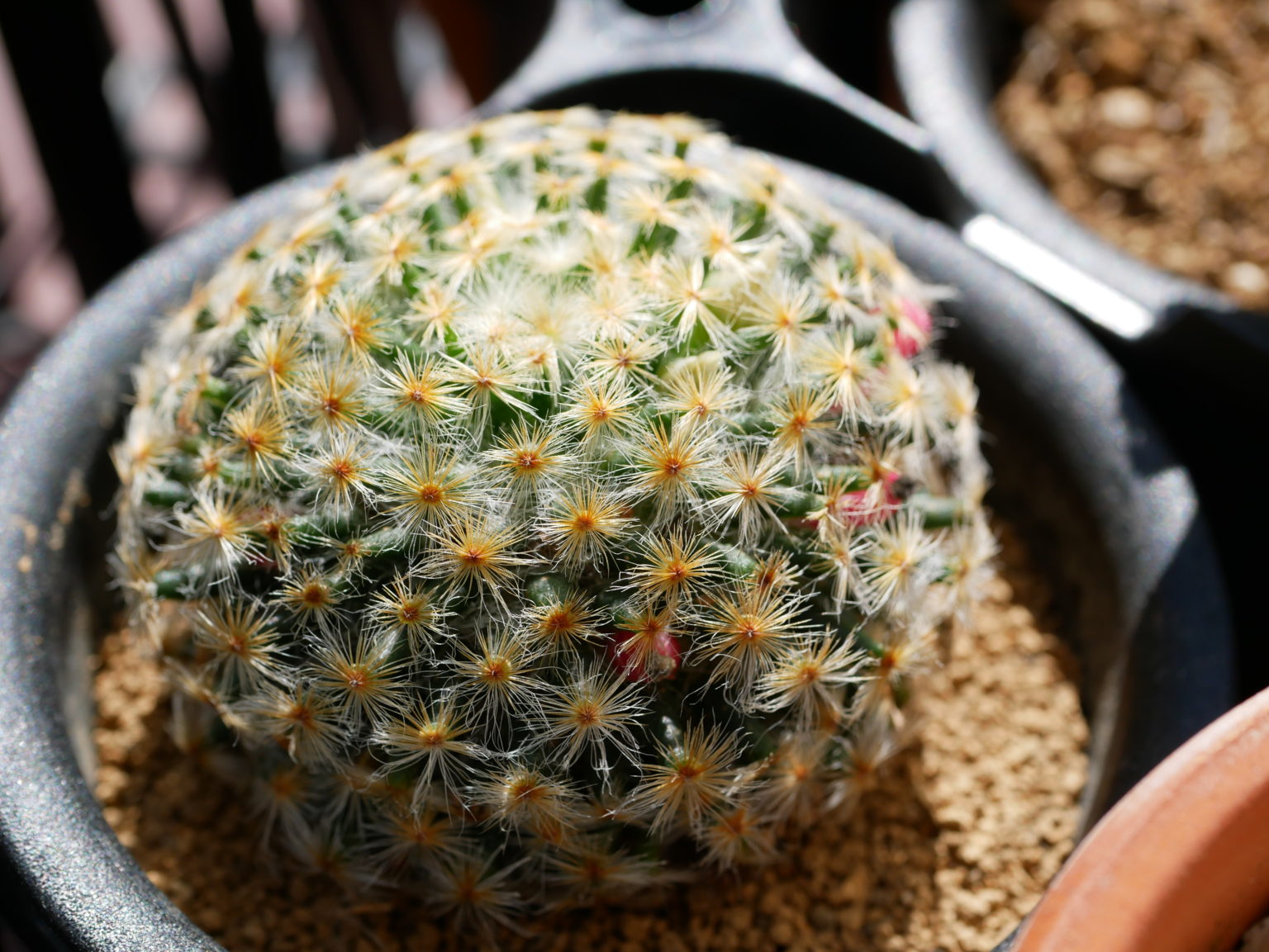 サボテンの多肉植物の水やり 実践的なヒント 頻度 期間 間違いを避ける