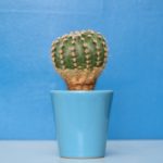 多肉植物やサボテンを脅かす害虫について Draftone Blog 多肉植物やサボテンを脅かす害虫について Draftone Blog