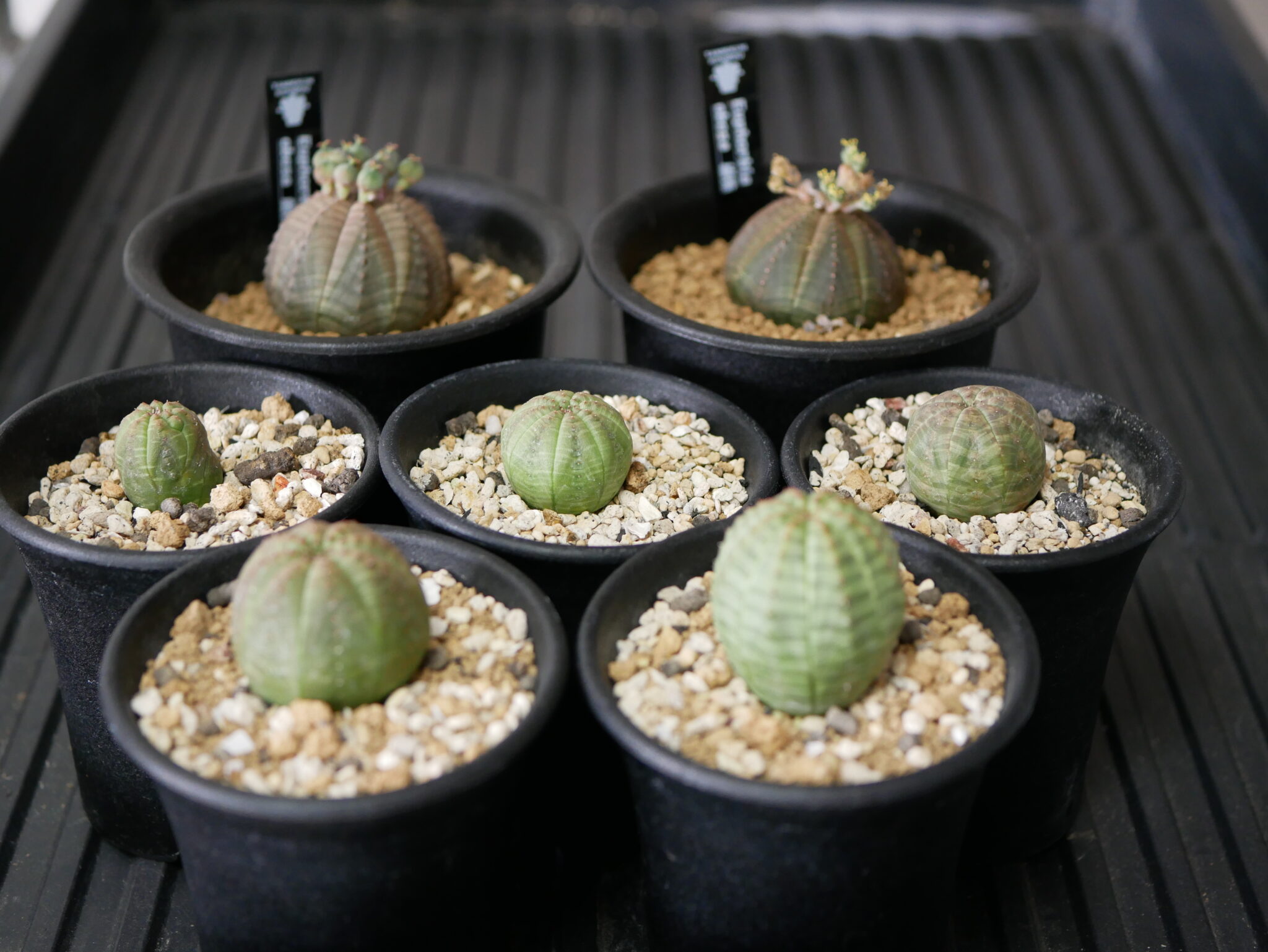 Euphorbia Obesa ユーフォルビア オベサ Draftone Blog