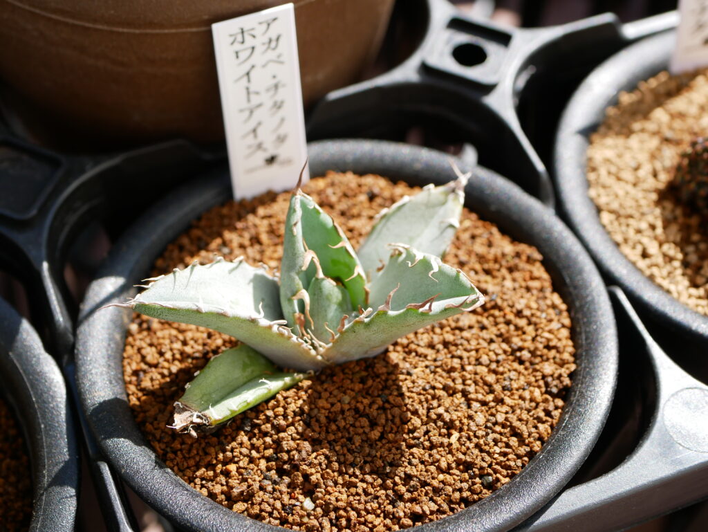 Agave titanota white ice ホワイトアイス - draftone blog