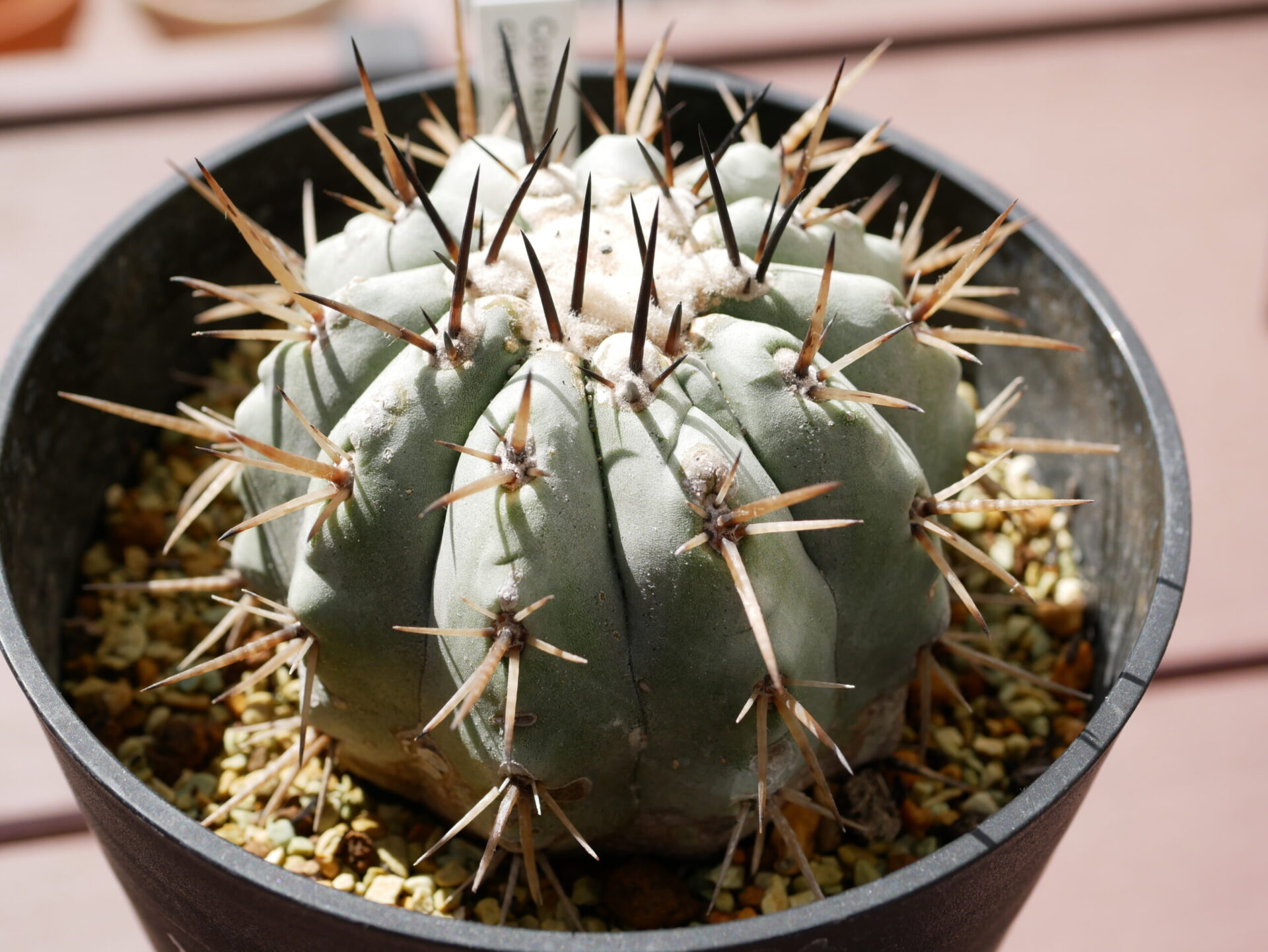 Copiapoa cinerea(コピアポア シネレア 黒王丸) - draftone blog ...