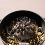 Copiapoa griseoviolacea 栗星玉 - draftone blog | 多肉植物