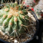 現地球　Copiapoa　大株　迫力　コピアポア ギガンティア　逆鱗丸 ☆サボテン・多肉植物☆849☆ コピアポア・ギガンティア 逆鱗丸 現地球