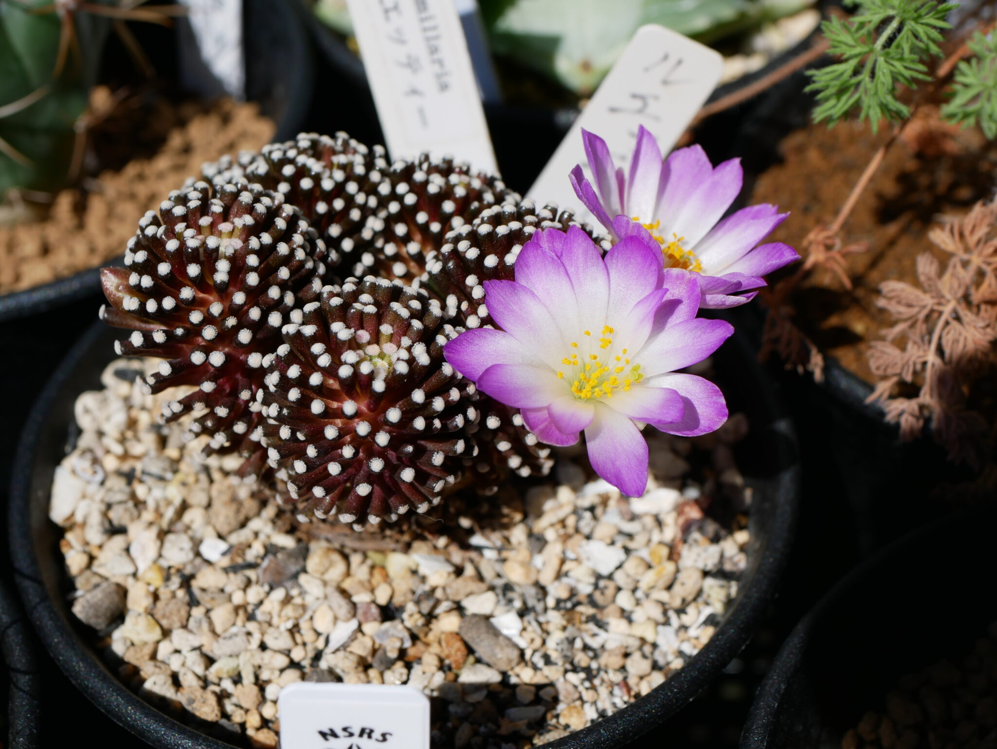 Mammillaria Luethyi マミラリア ルエッティ Draftone Blog