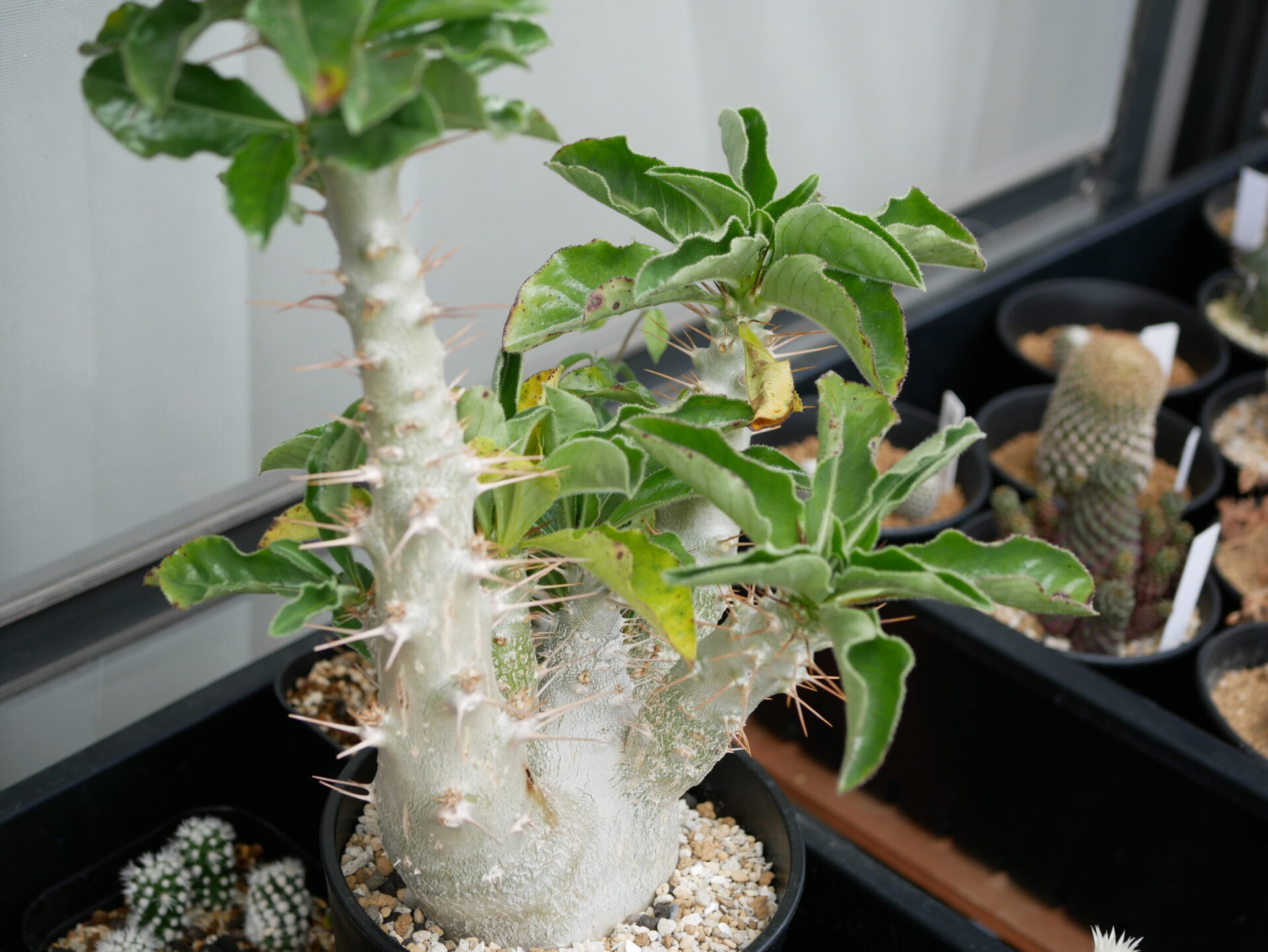 Pachypodium lamerei パキポディウム ラメリー - draftone blog