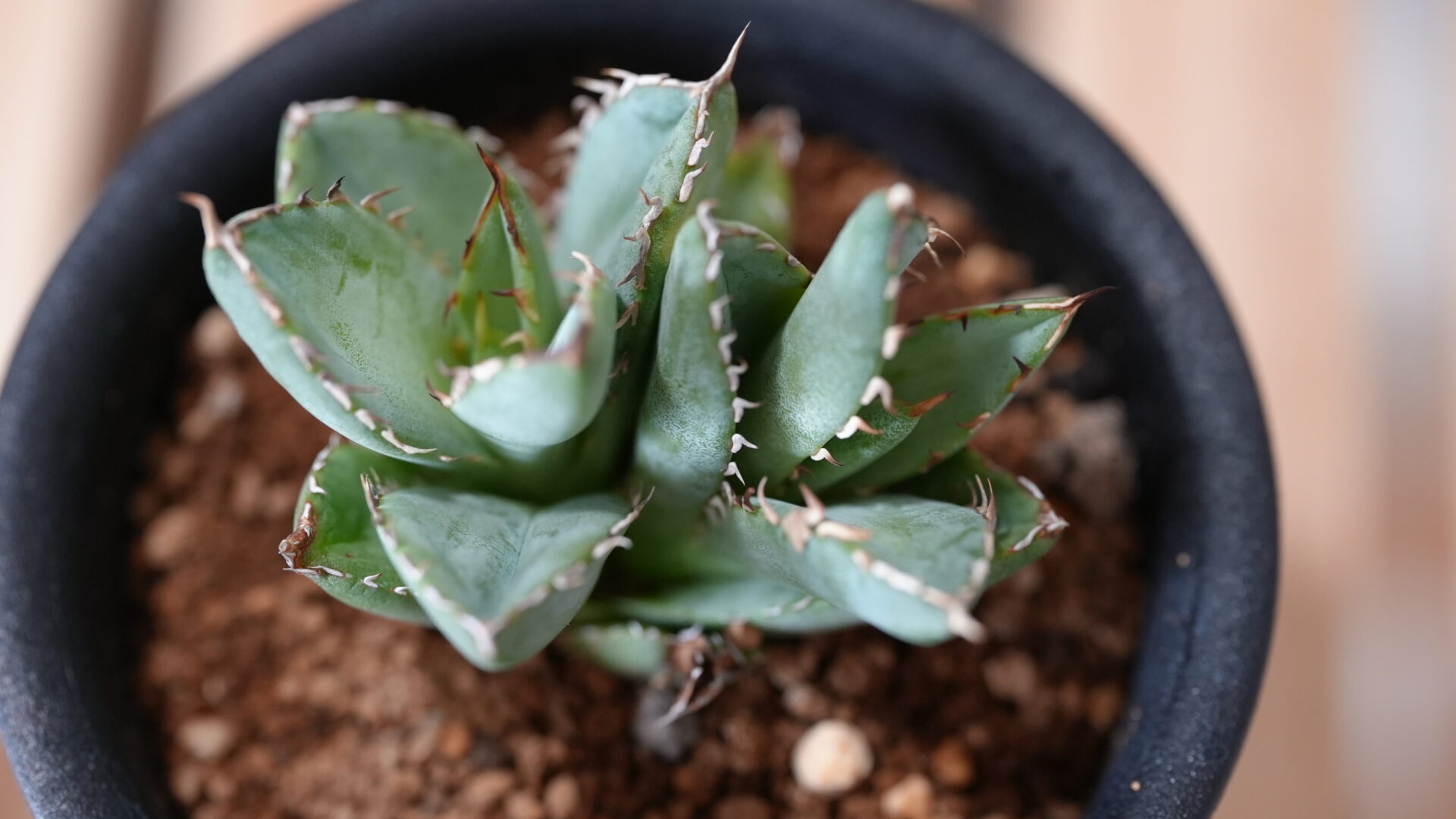 アガベ チタノタ フィリグリー agave titanota sp01 インテリア小物