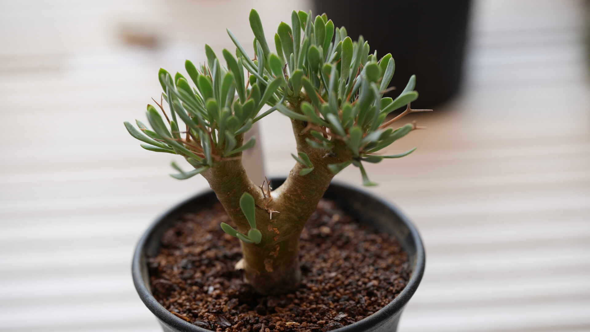 オトンナ ユーフォルビオイデス コーデックスサボテン冬型貴重植物特性独一無二85